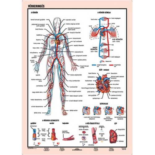 Stiefel Tanulói munkalap A4 Vérkeringés