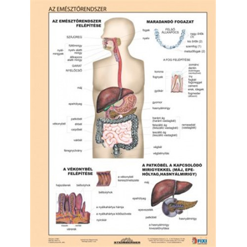 Stiefel Tanulói munkalap A4 Az emésztőrendszer