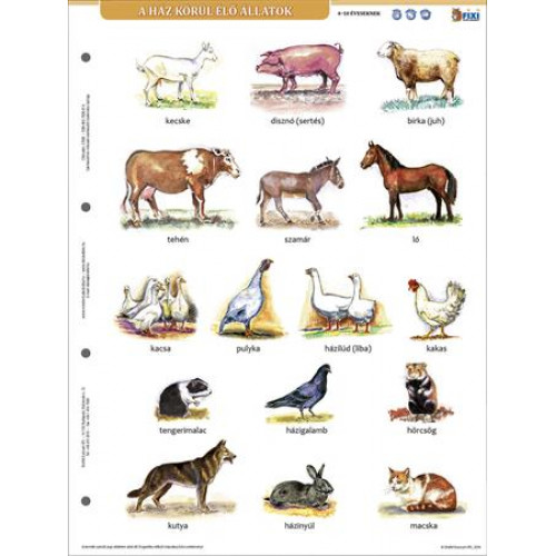 Stiefel Tanulói munkalap A4 A ház körül élő állatok