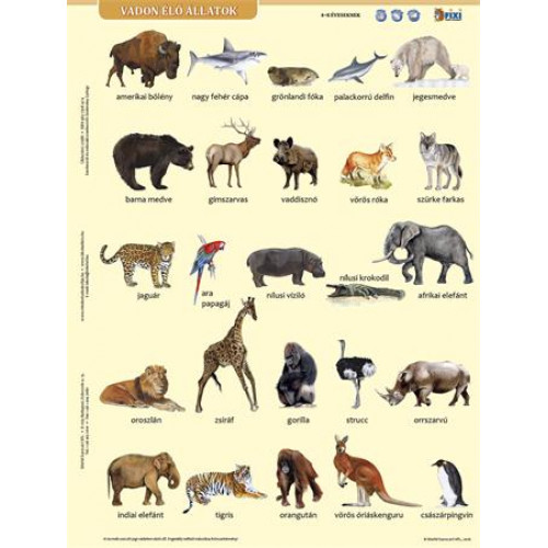 Stiefel Tanulói munkalap A4 Vadon élő állatok